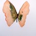 pale orange butterfly  with green 5x7"