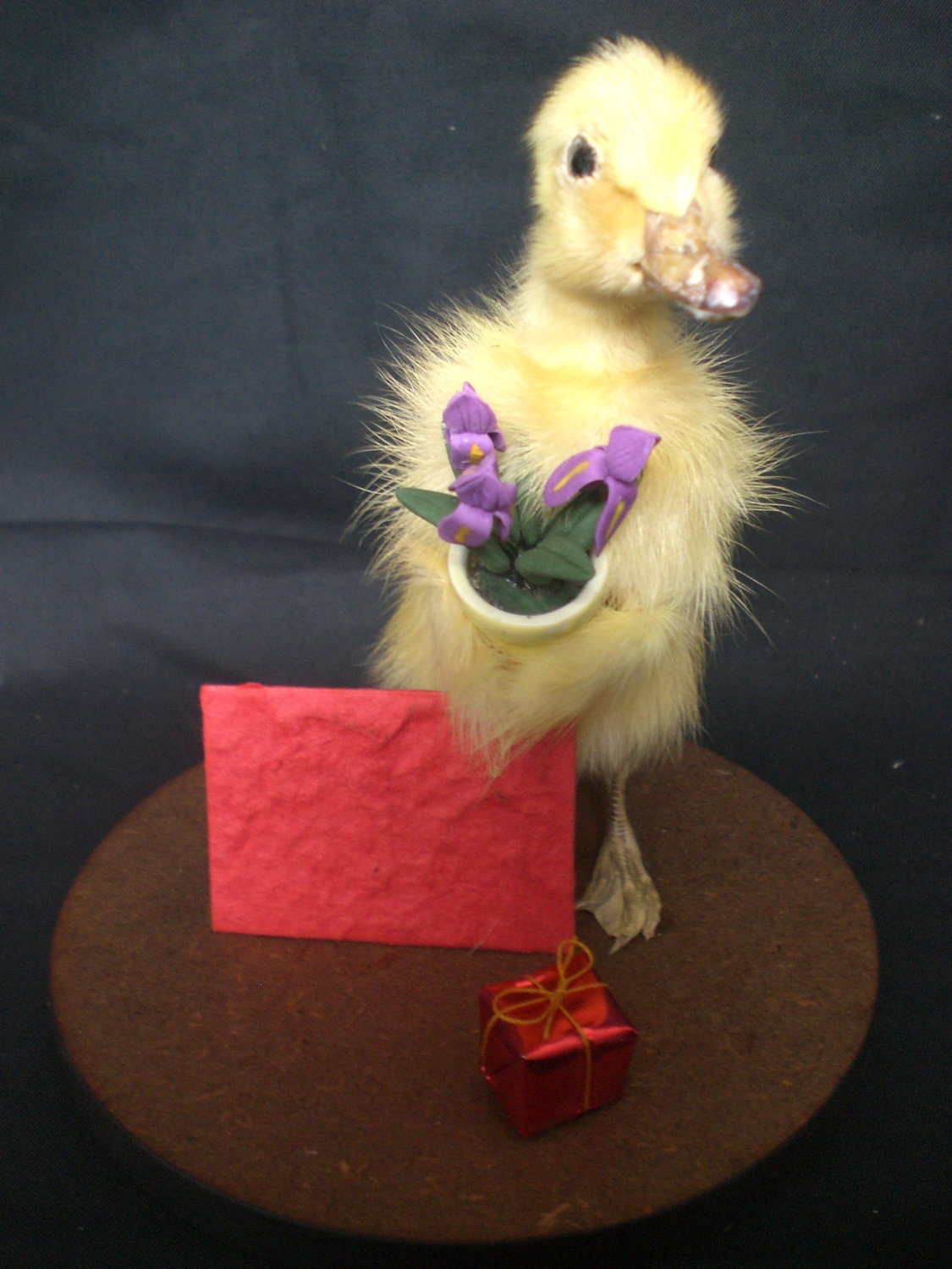 Taxidermy Gift genuine taxidermy Duckling  ANY OCCASSION