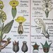 Vintage French School Poster: Les Solanees, Les Primulacees, Les Labiees