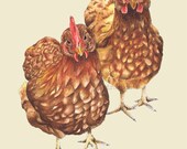 Chickens illustrated  8 x11 wall art print