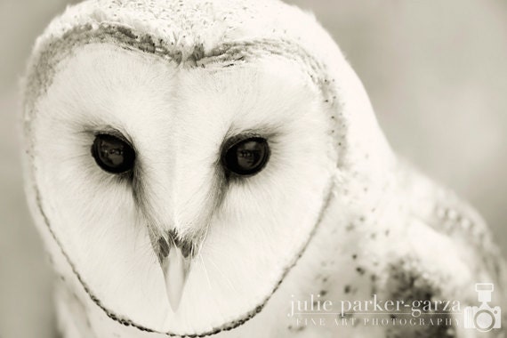 Barn Owl Photo - 8x12 Photograph - Owl Art Print - Owl Photograph - black white woodland home decor 'Whiter Shade of Pale'