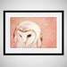 Barn Owl Photo - 8x12 Photograph - Owl Art Print - Owl Photograph - dreamy pink blush woodland creature fall autumn heart nursery 'Shy Love'