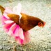 Custom, handmade tutus for people and pets of all ages
