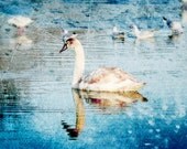 Swan Bird Photograph, Altered Art Photograph, White Swan Photograph, Dreamy Photograph