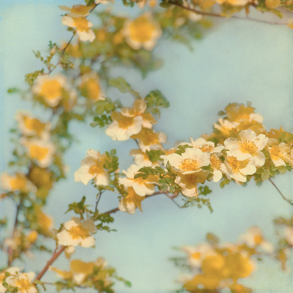 Spring Flower Art Print Flower Photograph Dreamy Bohemian Romantic Yellow Flowers Photo