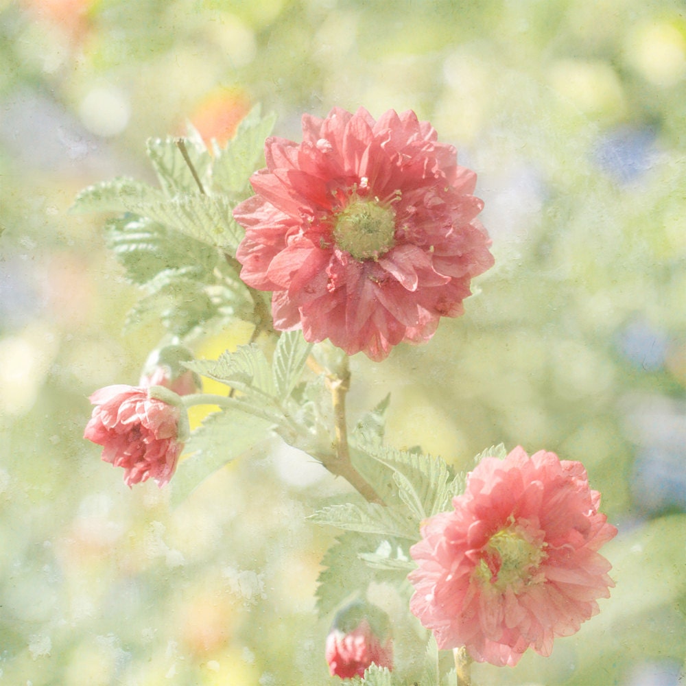 Home Decor, Wall Decor, Wall Art, Flower Photograph Print Large 20 x 20 Poster Print