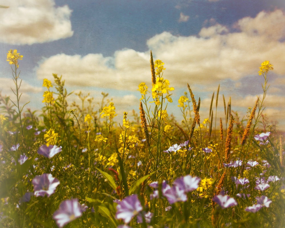 Nature Photograph Print, Spring Flowers, Wildflower Meadow, Rustic Home Decor