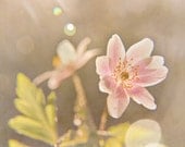 Dusty Pink Summer Flower Photograph, Dreamy Pastel Sunbeam Lense Flares, Macro Bokeh Flower Photograph Art Print