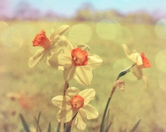 Spring Flower Art Print, Yellow Daffodils Flower Photography, Spring decor, 10" by 10" Art Print Photo