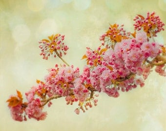 Dreamy Romantic Flower Photography Pastel Pink Spring Blossom Flowers Fine Art Photograph Print with a Modern Vintage Look