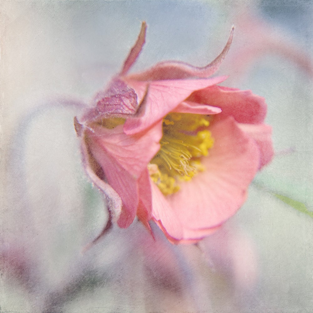 Flower Photograph Romantic Pastel Fine Art Photography Print 10" by 10"