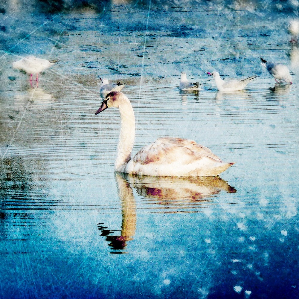 Swan Bird Photograph, Altered Art Photograph, White Swan Photograph, Dreamy Photograph