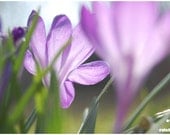 Purple crocus, spring photograph, whimsical fine art, flower photo, Giclee, 12x8 - titled: Dreamy