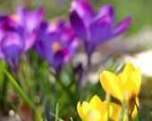 Crocus flower photograph, yellow and purple, fine art, nature photograph, floral print, 10x10, square - titled: Spring Impressions