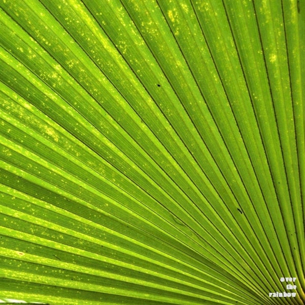 Fresh green structure abstract photograph, nature, leaf, Giclee, contemporary art, 8x8, titled: Fresh