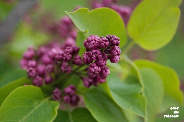 Lilacs, nature photograph, fine art, dark purple, buds, spring, delicate, 12x8, Giclée - titled: Lilacs