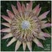Exotic flowers, nature photograph, Africa, set of 3, 8x8, digital print, titled: African Flowers
