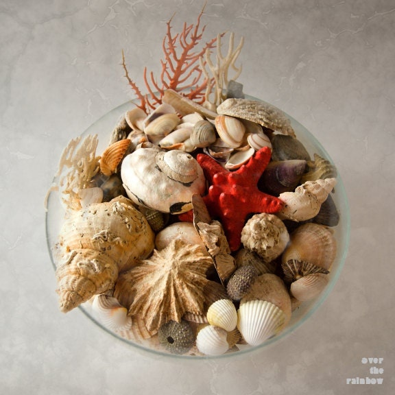 Sea shell photograph, fine art, still life, beach, nature, 8x8, square, Giclée - titled: Sea Life IV