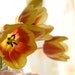 Tulips photograph, fine art, red and yellow, spring home decoration, delicate, nature, 10x8, Giclée - titled: Tulips