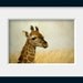 Giraffe photograph, animal photography, nursery decor, wildlife picture, 12 x 8, beige, "Lil Giraffe"