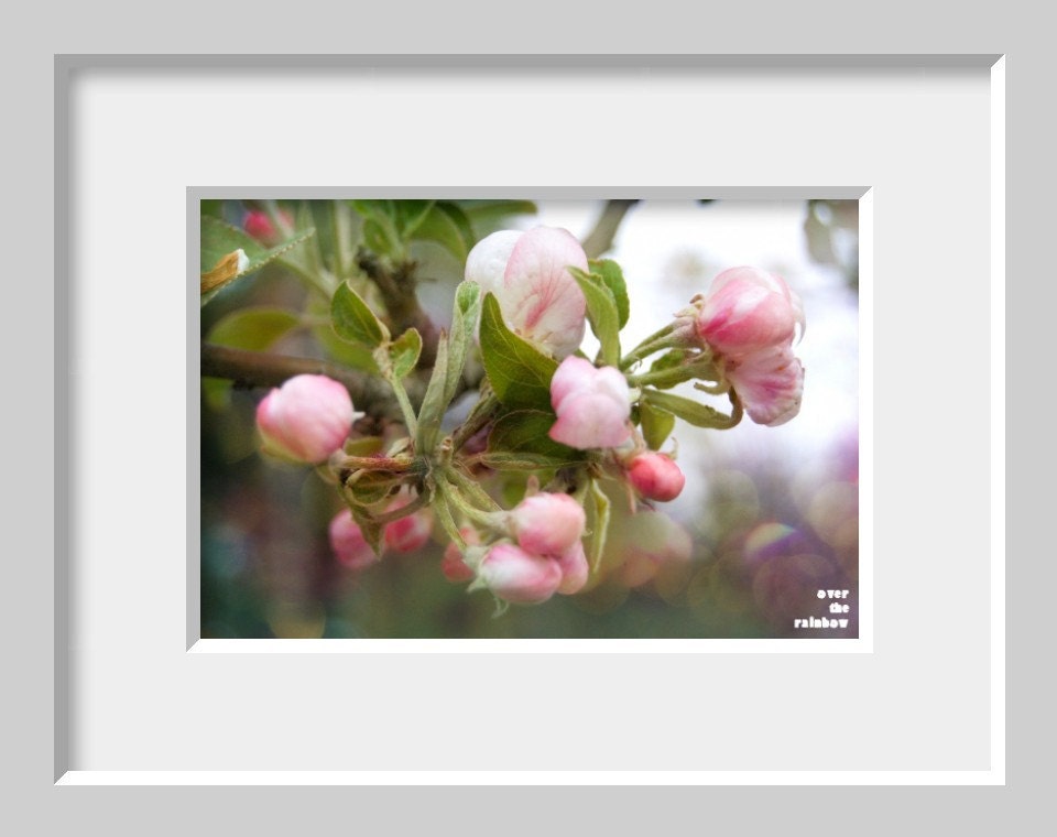 Sakura blossom photograph, fine art, cherry petal, white, pink, spring, delicate, nature, 12x8, Giclée - titled: Sakura I
