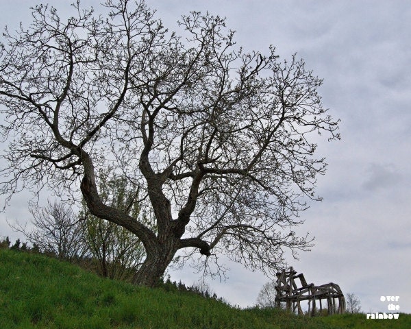 Lonely tree photograph, spring evening, landscape, fine art, 10x8, Giclée - titled: Lonely tree