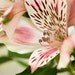 Alstroemeria photograph, pink flowers, bouquet, pastel colours, fine art, set of 3, 16x12, 8x10, Giclée, titled: Alstroemeria II
