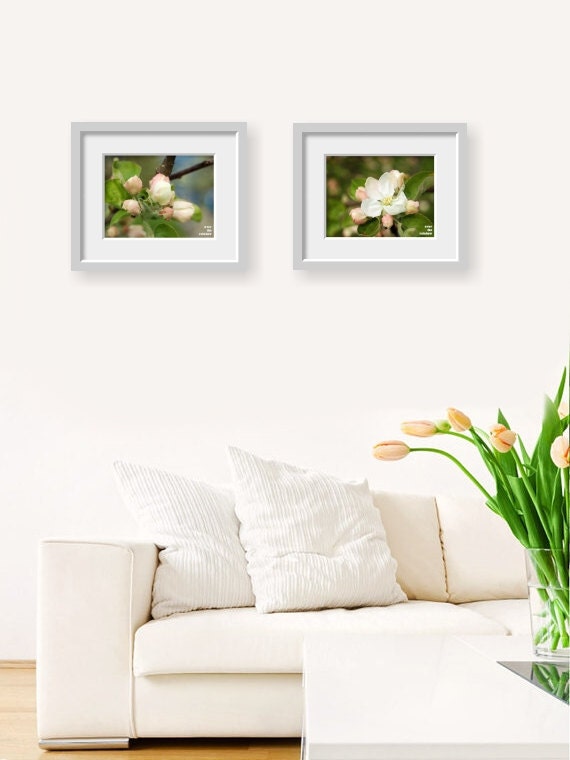 White blossom photograph, set of 2, blossoming fruit tree, nature photography, 10 x 7.5, Giclée - titled: White Blossom