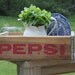 Vitnage Pepsi Cola Crate