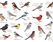 Western North Carolina Song Birds Field Guide Style Watercolor Painting Print Cardinal, Blue Jay, Robin, Bluebird, etc
