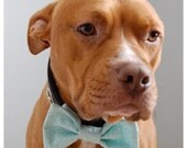 Aqua Circles Boys Will Be Boys Bow Tie Collar Accessory for Pets