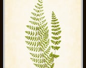 Botanical Art Print - Antique Fern Series Plate 11