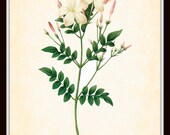 Antique Jasminum Grandiflorum French Redoute Botanical Art Print 8 x 10 Home Decor Wall Hanging Home and Garden