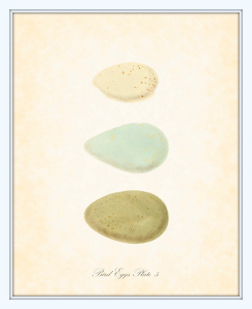 Antique Bird Eggs Series 1 Plate 5 British Natural History 1860's 8 x 10 Art Print Digital Collage