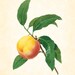 Antique Peach Plate 1 Redoute Botanical Art Print 8 x 10 French Digital Collage Home Decor Wall Art Home and Garden