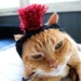 Mohawk Cat Hat - Red and Black