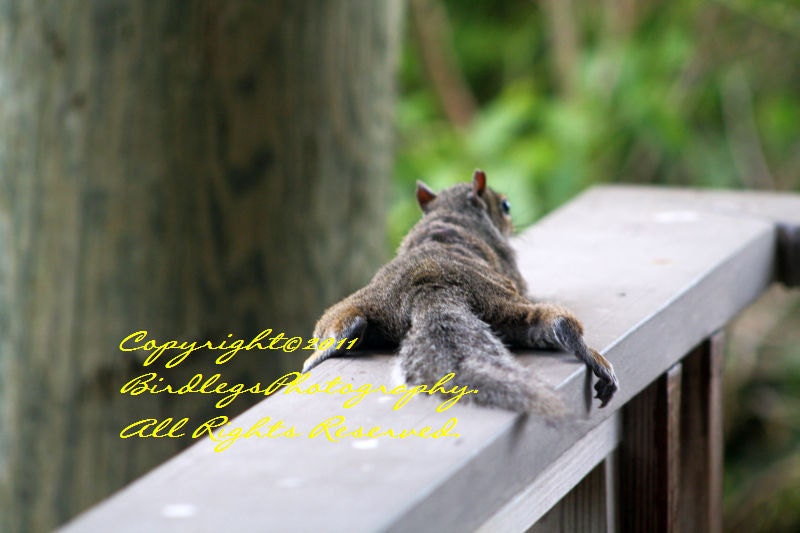 Planking Squirrel in Merritt Island Florida