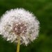 Dew Drops - 8x10 Fine Art Photographic Print