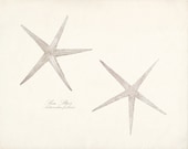 Sea Star Vintage Sea Shell Wall Illustration - Natural History Wall Decor Print 8x10 Landscape Orientation