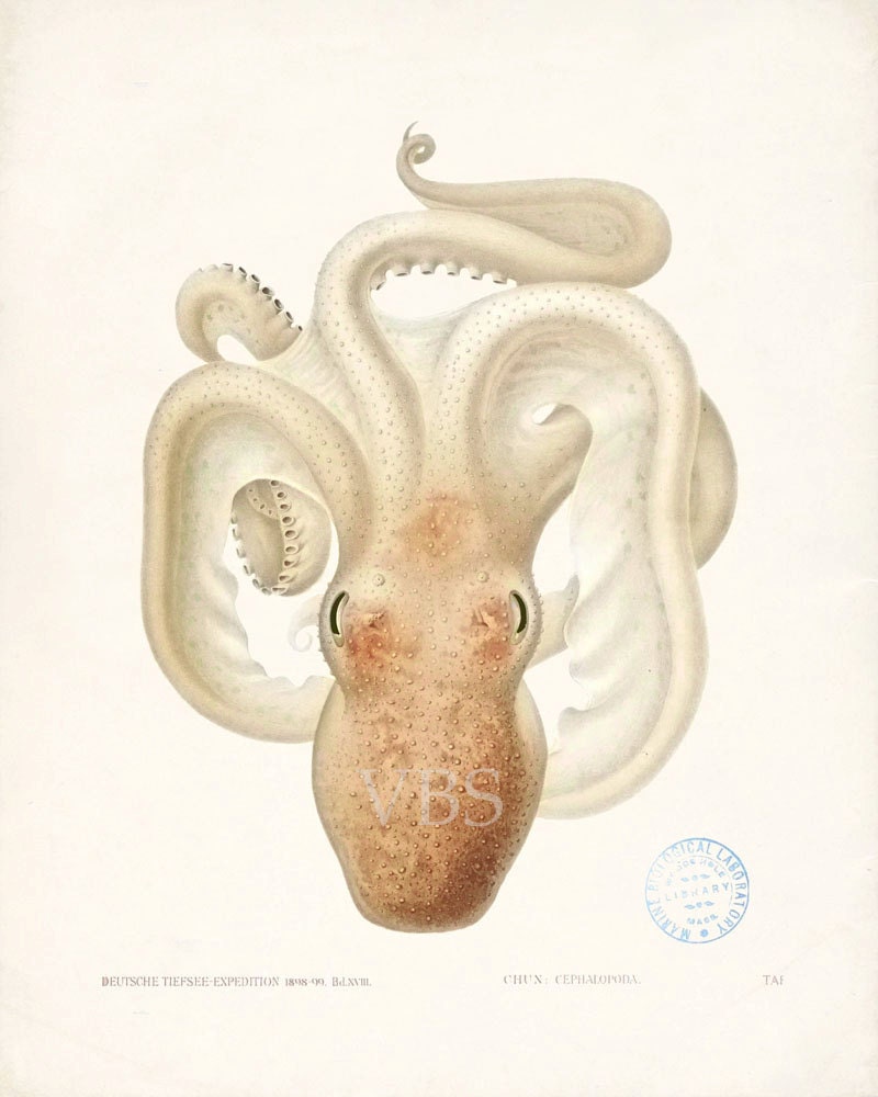 Vintage Octopus Illustration Natural History Sea Life Wall Decor Art Print  8x10 - vintagebytheshore