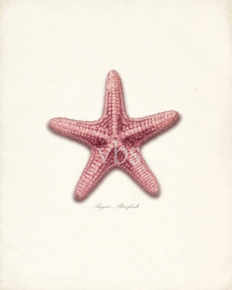 Vintage Red Sugar Star Illustration - Nautical Style Natural History Wall Decor Sea Shell Print 8x10