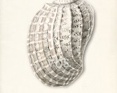 Sea Shell Illustration - Vintage Chestnut Turban Wall Decor Print 8x10