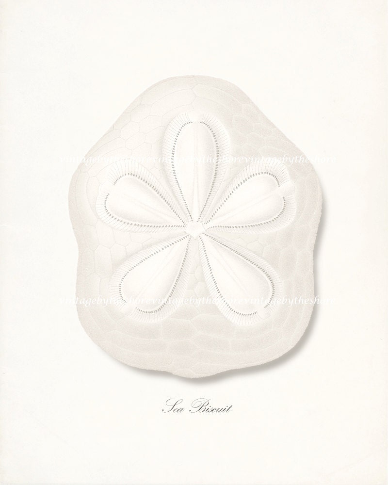 Vintage Sea Biscuit Sea Shell Illustration - Natural History Wall Decor Print No. 3 8x10