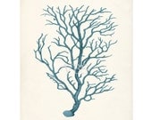 Antique Branch Coral Illustration Beach Style Wall Decor Art  Print    8x10 ocean teal