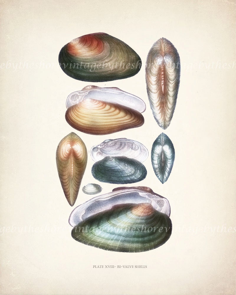 Vintage Sea Shell Natural History Wall Decor Print - Plate XVII  8x10