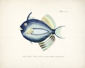 Vintage Fanciful Fish Natural History Art Print - Plate xxxvii Sea Blue