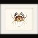 Vintage Box Crab Illustration Natural History Sea Life Wall Decor Art Print 8x10
