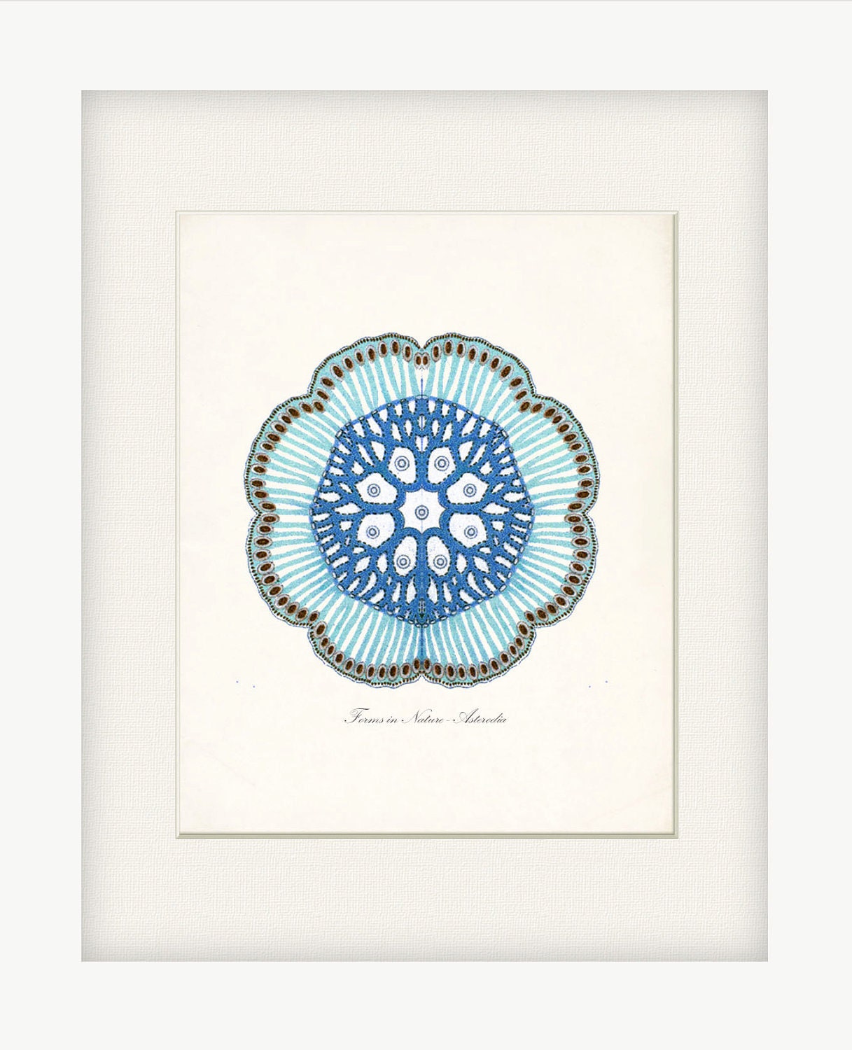 Vintage Fantasy Sea Creature Illustration - Blue Asteroidae Natural History Digital Print 8x10