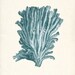 Antique Sea Coral Illustration No 4 Natural History Wall Decor Print 8x10 ocean teal