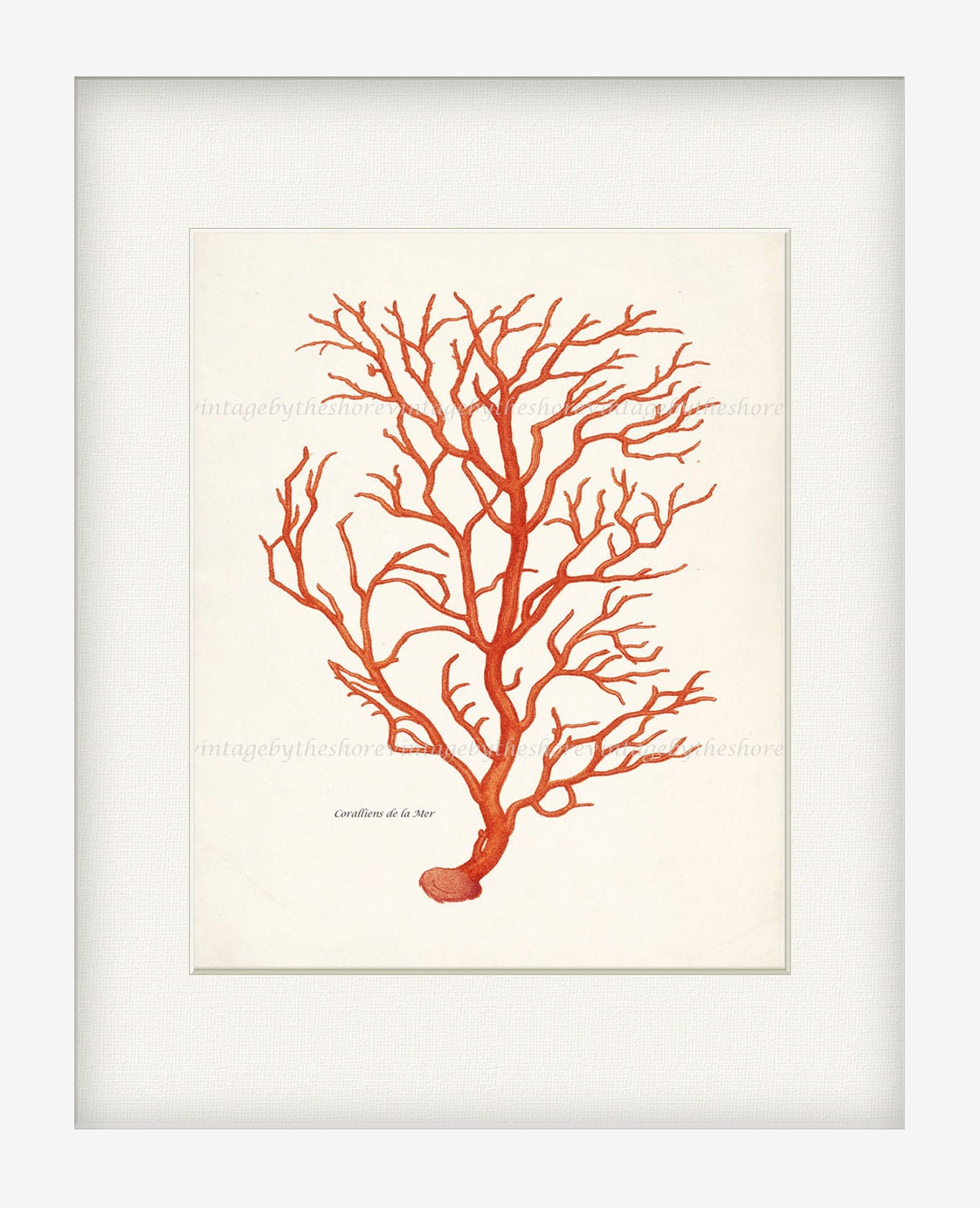 Antique Branch Coral Illustration - Natural History Wall Deocr Print 8x10 Bright Coral